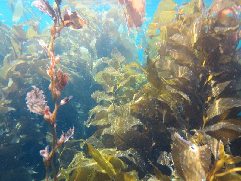 Casino-Point-Snorkeling-Avalon-Catalina-Island-CA-033