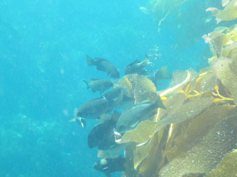 Casino-Point-Snorkeling-Avalon-Catalina-Island-CA-034