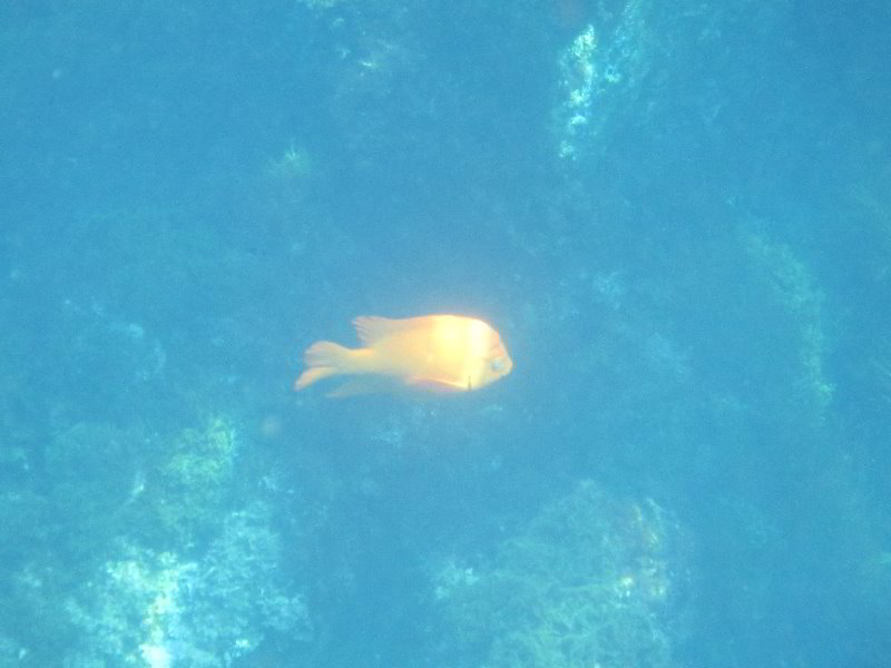 Casino-Point-Snorkeling-Avalon-Catalina-Island-CA-035