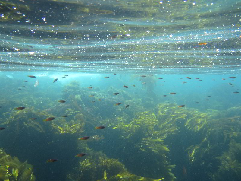 Casino-Point-Snorkeling-Avalon-Catalina-Island-CA-037