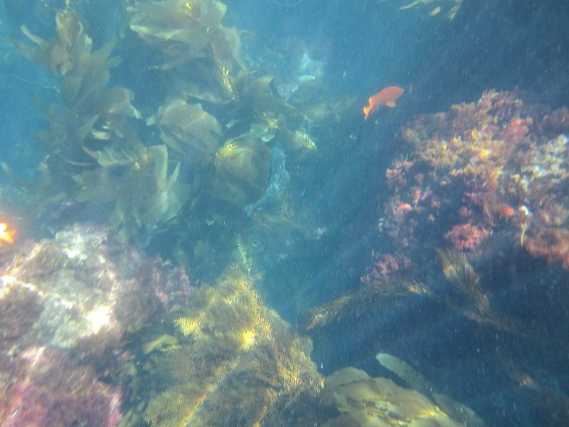 Casino-Point-Snorkeling-Avalon-Catalina-Island-CA-038