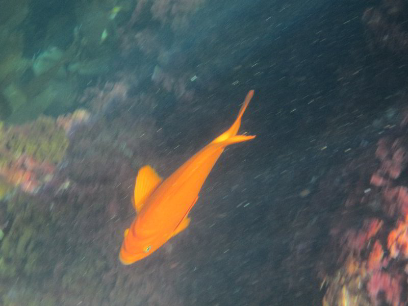 Casino-Point-Snorkeling-Avalon-Catalina-Island-CA-039