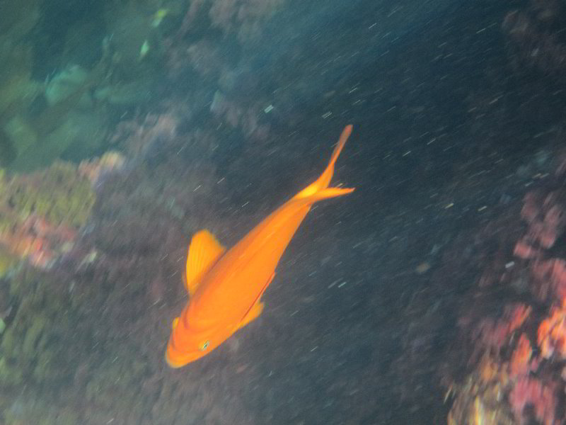 Casino-Point-Snorkeling-Avalon-Catalina-Island-CA-039