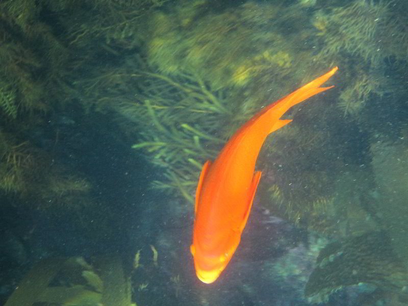 Casino-Point-Snorkeling-Avalon-Catalina-Island-CA-040