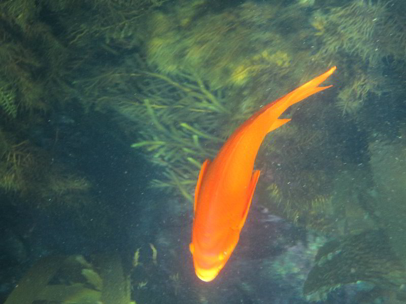 Casino-Point-Snorkeling-Avalon-Catalina-Island-CA-040