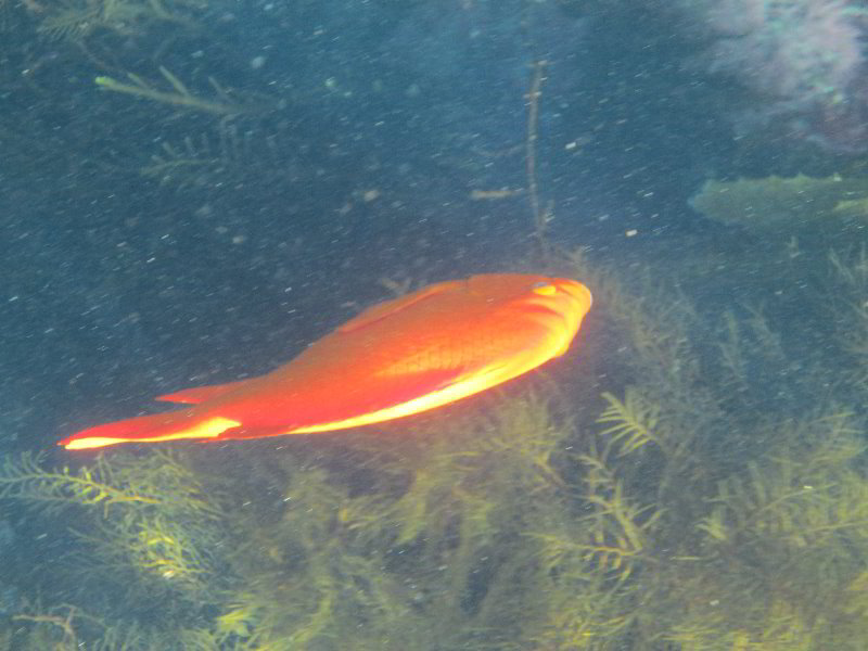 Casino-Point-Snorkeling-Avalon-Catalina-Island-CA-041