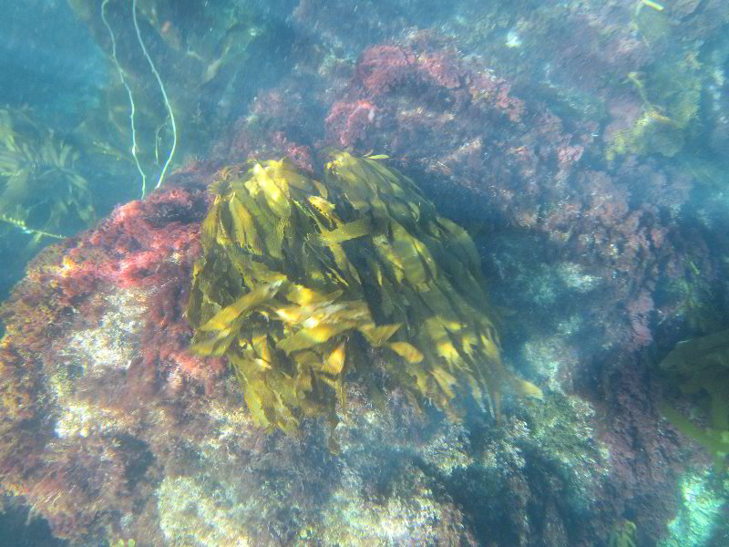 Casino-Point-Snorkeling-Avalon-Catalina-Island-CA-042