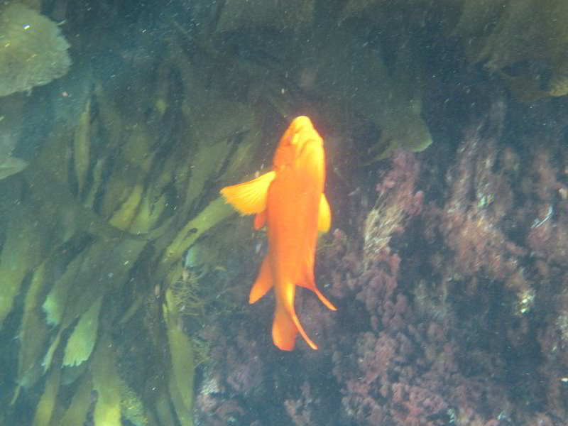 Casino-Point-Snorkeling-Avalon-Catalina-Island-CA-043