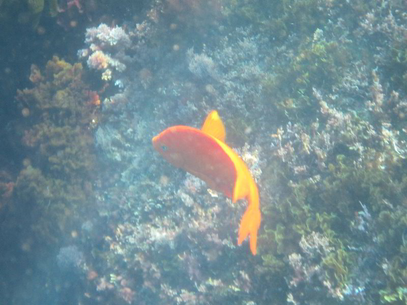 Casino-Point-Snorkeling-Avalon-Catalina-Island-CA-044