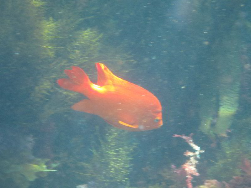 Casino-Point-Snorkeling-Avalon-Catalina-Island-CA-045
