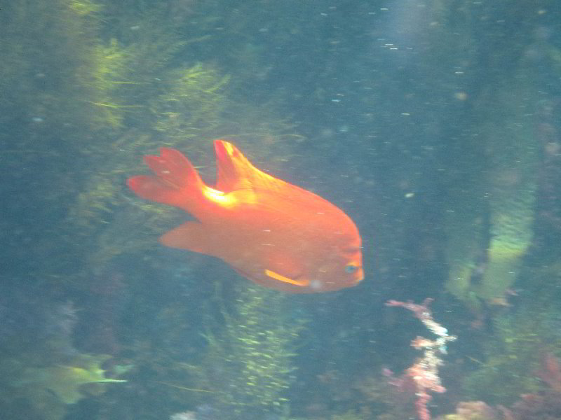 Casino-Point-Snorkeling-Avalon-Catalina-Island-CA-045