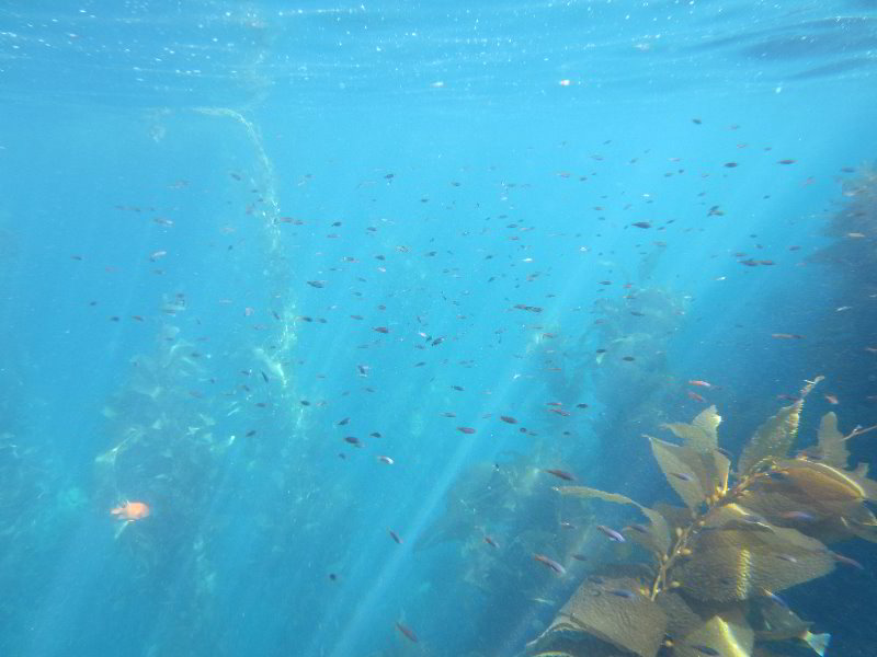 Casino-Point-Snorkeling-Avalon-Catalina-Island-CA-046