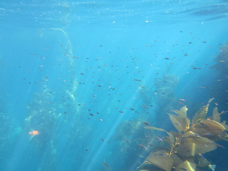 Casino-Point-Snorkeling-Avalon-Catalina-Island-CA-046