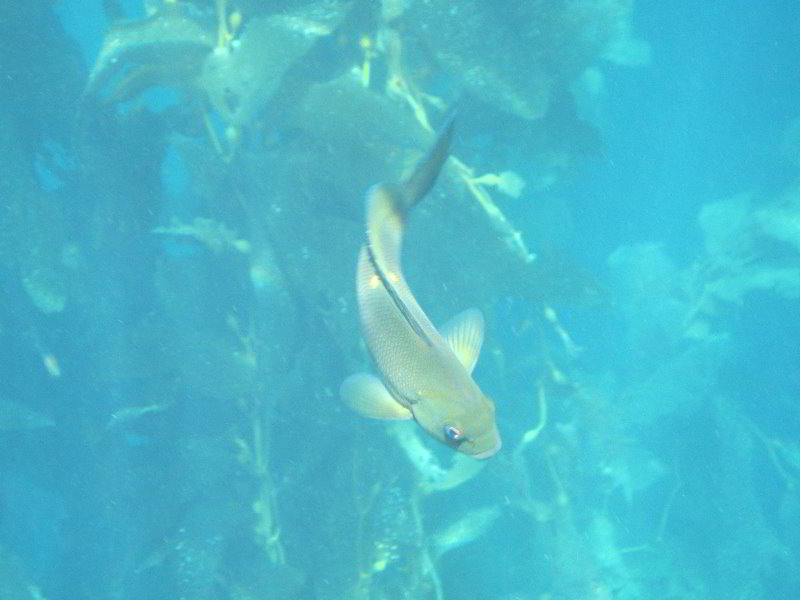 Casino-Point-Snorkeling-Avalon-Catalina-Island-CA-047