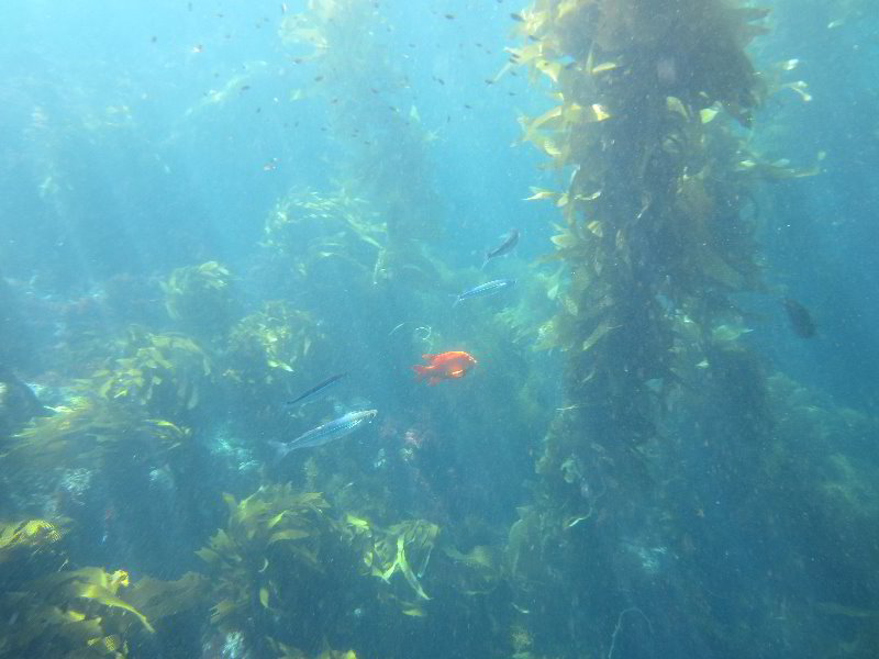 Casino-Point-Snorkeling-Avalon-Catalina-Island-CA-048