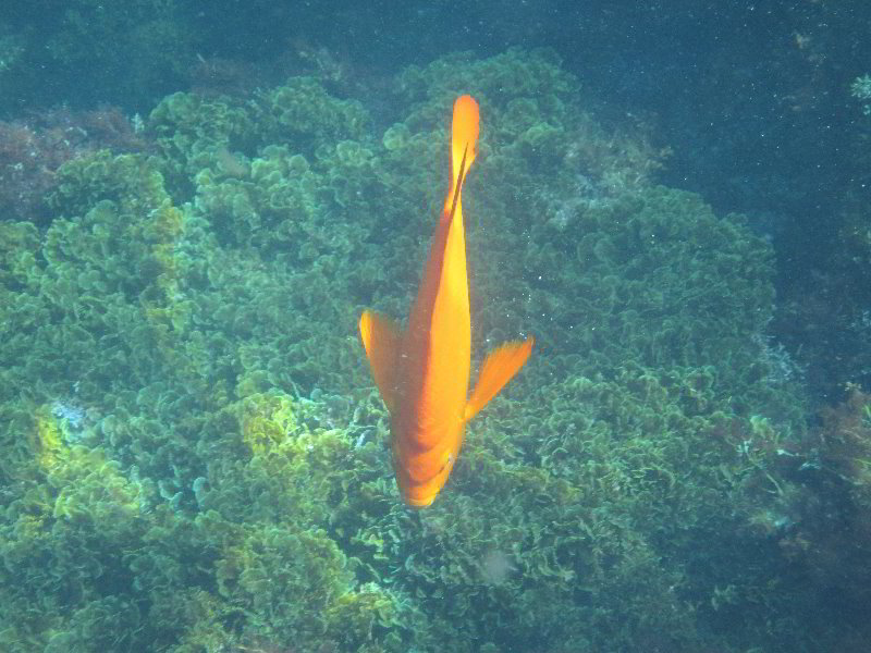 Casino-Point-Snorkeling-Avalon-Catalina-Island-CA-049