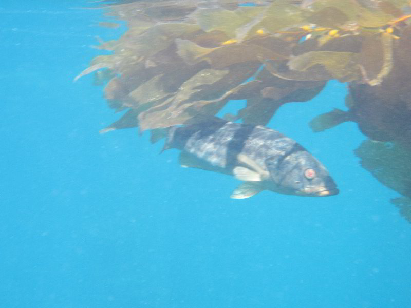 Casino-Point-Snorkeling-Avalon-Catalina-Island-CA-050