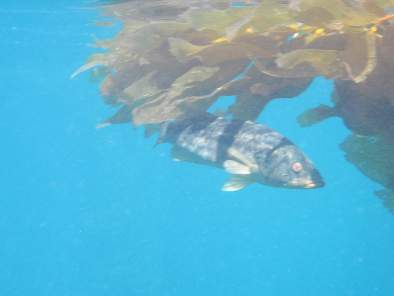 Casino-Point-Snorkeling-Avalon-Catalina-Island-CA-050