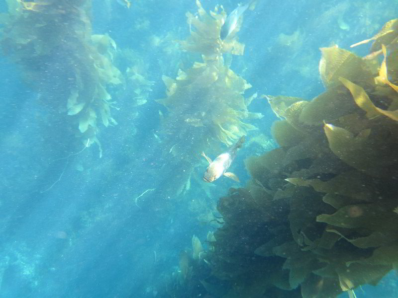 Casino-Point-Snorkeling-Avalon-Catalina-Island-CA-051