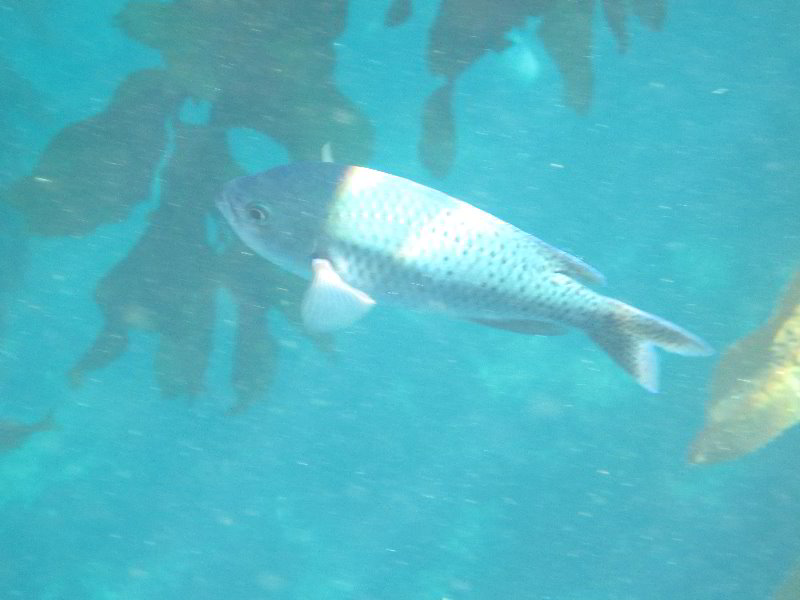 Casino-Point-Snorkeling-Avalon-Catalina-Island-CA-053