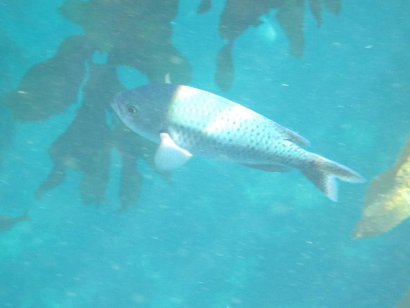 Casino-Point-Snorkeling-Avalon-Catalina-Island-CA-053