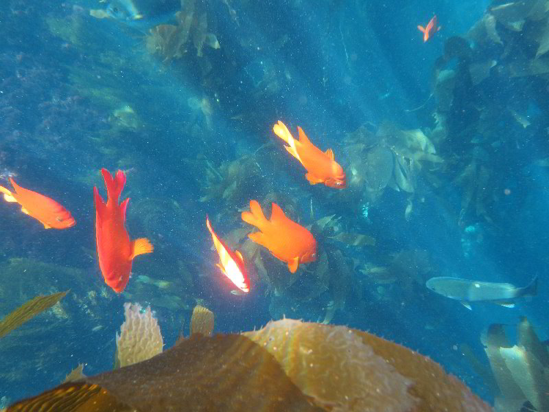 Casino-Point-Snorkeling-Avalon-Catalina-Island-CA-054