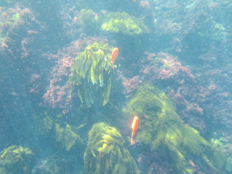 Casino-Point-Snorkeling-Avalon-Catalina-Island-CA-055