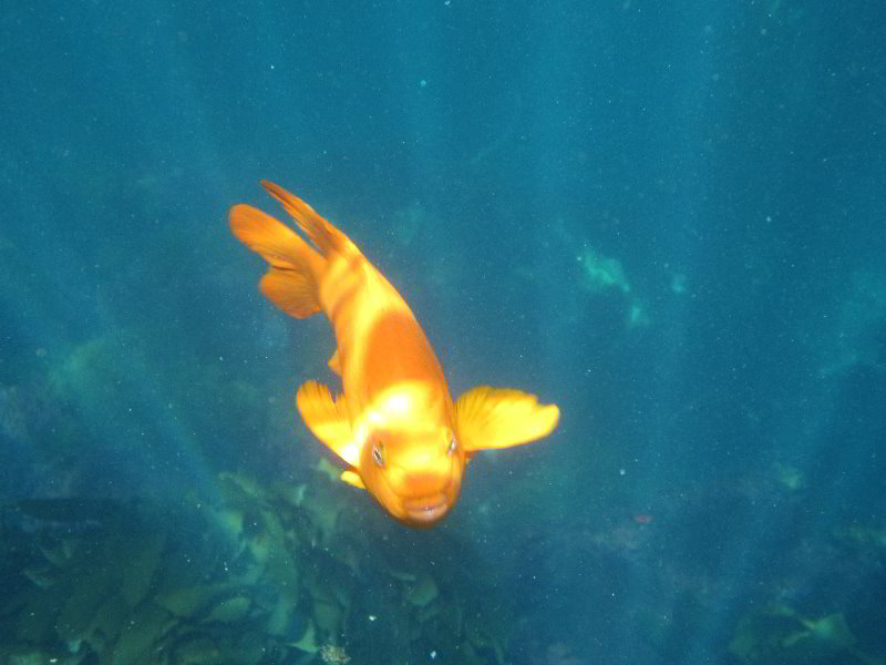 Casino-Point-Snorkeling-Avalon-Catalina-Island-CA-057
