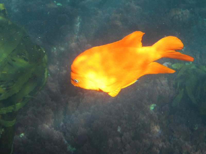 Casino-Point-Snorkeling-Avalon-Catalina-Island-CA-058