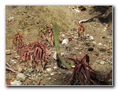 Casino-Point-Snorkeling-Avalon-Catalina-Island-CA-003