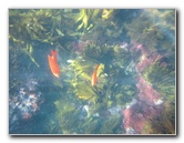 Casino-Point-Snorkeling-Avalon-Catalina-Island-CA-017