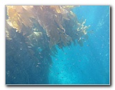 Casino-Point-Snorkeling-Avalon-Catalina-Island-CA-020