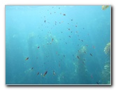 Casino-Point-Snorkeling-Avalon-Catalina-Island-CA-021