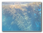 Casino-Point-Snorkeling-Avalon-Catalina-Island-CA-022