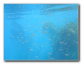 Casino-Point-Snorkeling-Avalon-Catalina-Island-CA-025