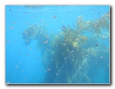 Casino-Point-Snorkeling-Avalon-Catalina-Island-CA-026