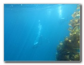 Casino-Point-Snorkeling-Avalon-Catalina-Island-CA-028