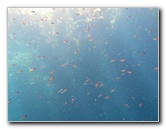 Casino-Point-Snorkeling-Avalon-Catalina-Island-CA-030