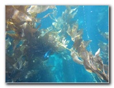Casino-Point-Snorkeling-Avalon-Catalina-Island-CA-031