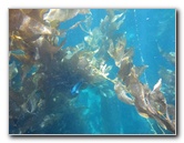 Casino-Point-Snorkeling-Avalon-Catalina-Island-CA-031