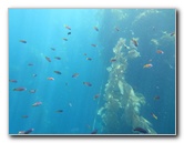 Casino-Point-Snorkeling-Avalon-Catalina-Island-CA-032