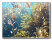 Casino-Point-Snorkeling-Avalon-Catalina-Island-CA-033