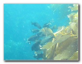 Casino-Point-Snorkeling-Avalon-Catalina-Island-CA-034