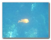 Casino-Point-Snorkeling-Avalon-Catalina-Island-CA-035