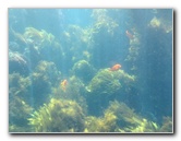 Casino-Point-Snorkeling-Avalon-Catalina-Island-CA-036