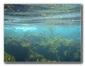 Casino-Point-Snorkeling-Avalon-Catalina-Island-CA-037