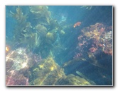 Casino-Point-Snorkeling-Avalon-Catalina-Island-CA-038