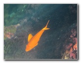 Casino-Point-Snorkeling-Avalon-Catalina-Island-CA-039