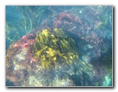 Casino-Point-Snorkeling-Avalon-Catalina-Island-CA-042