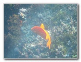 Casino-Point-Snorkeling-Avalon-Catalina-Island-CA-044